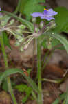 Hairy spiderwort